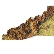 3D topographic model of North Carolina designed for landform visualization and educational purposes.