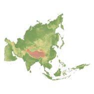 Asia 3D model