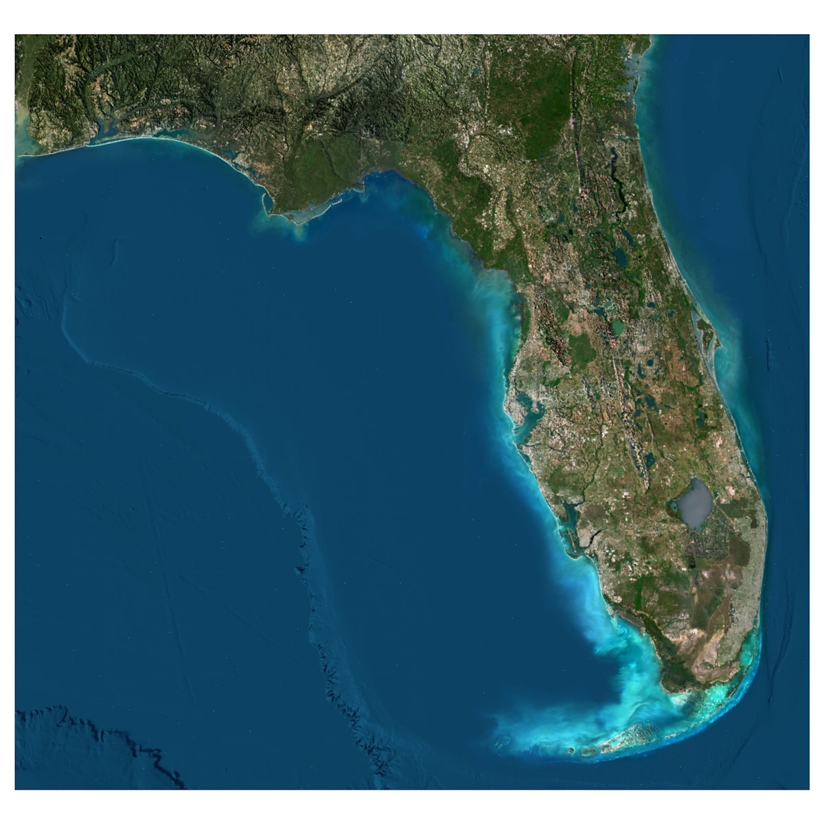 Florida State 3D Terrain Map - Top View A high-resolution top-down view of the Florida State 3D Terrain Map, showcasing the detailed coastal lines and varied terrain.